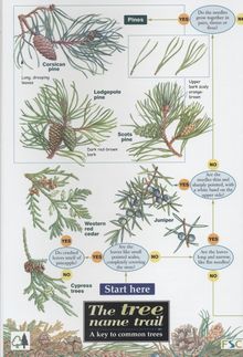 common names of trees