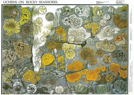 Lichen Colour Chart